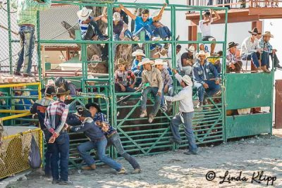 Cuban Rodeo  