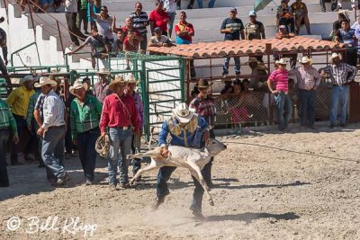 Calf Roping, Cuban Rodeo 2 
