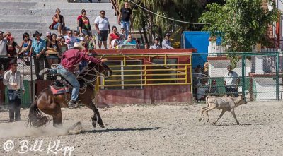 Calf Roping, Cuban Rodeo 3
