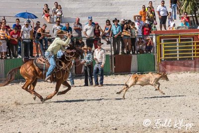 Calf Roping, Cuban Rodeo 6
