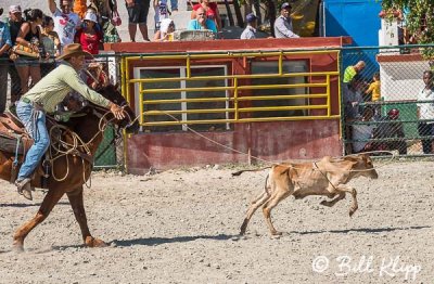 Calf Roping, Cuban Rodeo 8