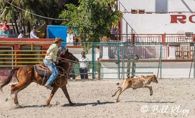 Calf Roping, Cuban Rodeo 9