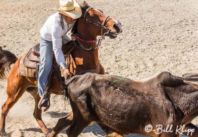 Steer-tailing, Cuban Rodeo  4