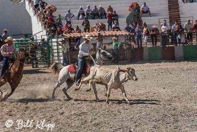 Steer-tailing, Cuban Rodeo  8