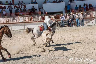 Steer-tailing, Cuban Rodeo  9