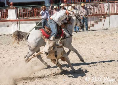 Steer-tailing, Cuban Rodeo  10