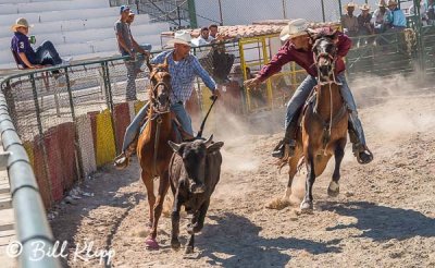 Steer-tailing, Cuban Rodeo  12