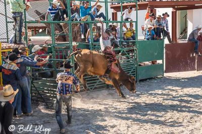 Bull Riding, Cuban Rodeo 2