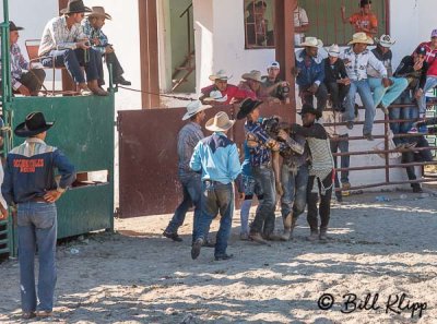 Bull Riding, Cuban Rodeo 4