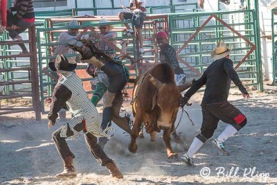 Bull Riding, Cuban Rodeo 10
