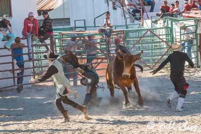 Bull Riding, Cuban Rodeo 11