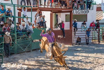 Bull Riding, Cuban Rodeo 14