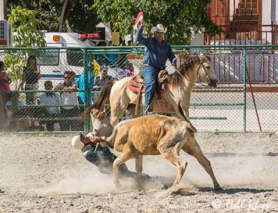 Steer Wrestling, Cuban Rodeo  4