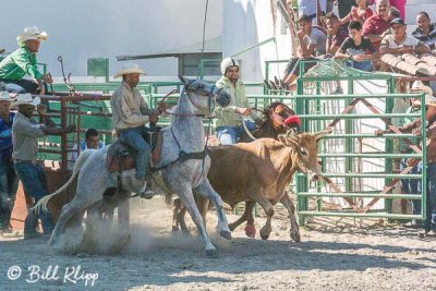 Steer Wrestling, Cuban Rodeo  6