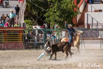 Steer Wrestling, Cuban Rodeo  8