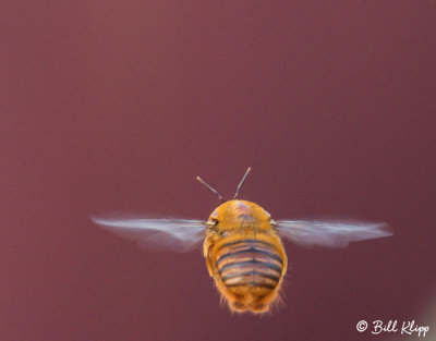 Male Valley Carpenter Bee, (Xylocopa varipuncta) 2