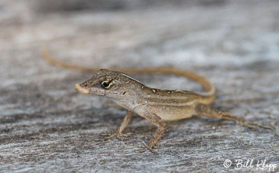 Cuban Brown Anole eating ant larva  5