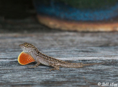 Cuban Brown Anole displaying dewlap 6