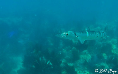 Baracuda, Sambo Reefs  2