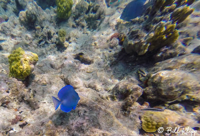Blue Tang, Sambo Reefs  3