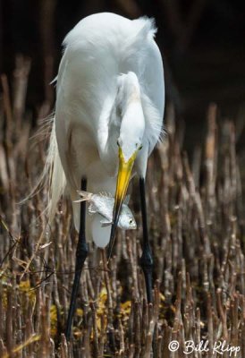 Great White  Egret  4