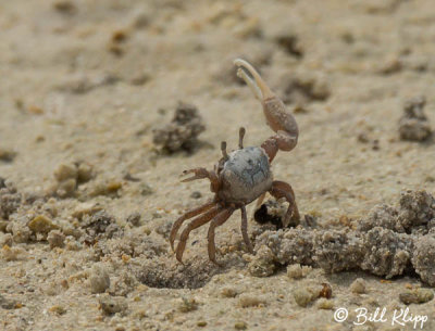 Ghost Crab  5