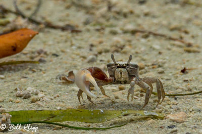Ghost Crab  3