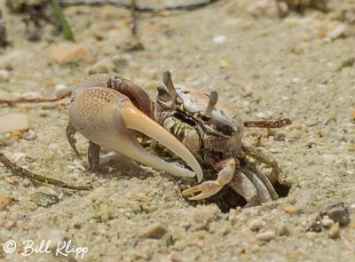 Ghost Crab  1