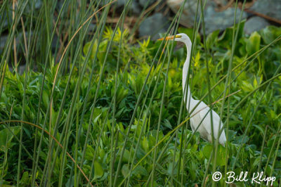 Great Egret  27