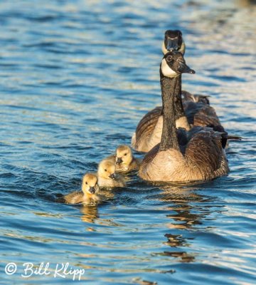 Canada Geese  19