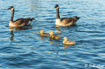 Canada Geese  3
