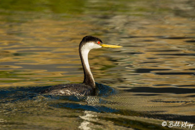 Clark's Grebe  2