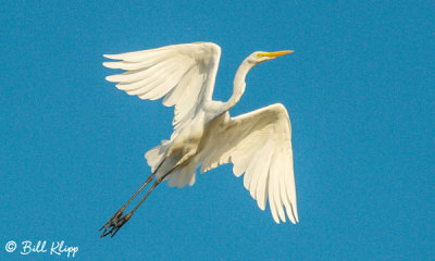 Great Egret  33