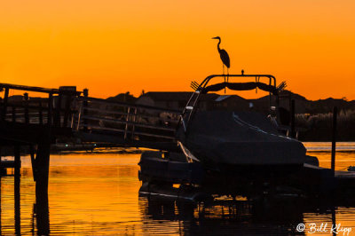 Great Blue Heron Sunset  7