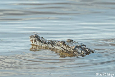 Endangered American Crocodile  1