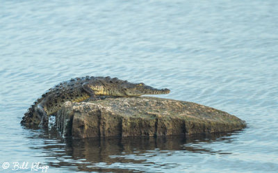 Endangered American Crocodile  2
