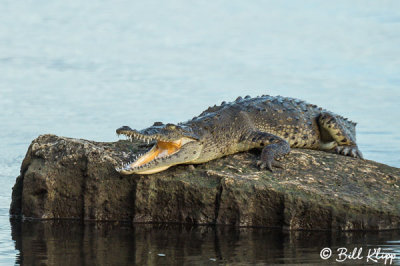 Endangered American Crocodile  3