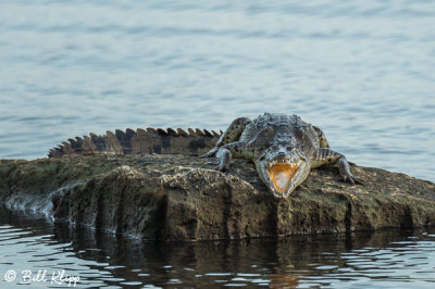 Endangered American Crocodile  4