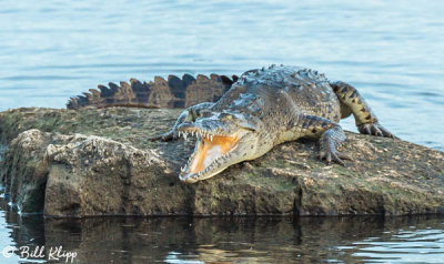 Endangered American Crocodile  5