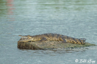 Endangered American Crocodile  8