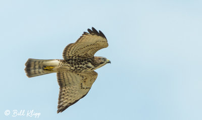 Broad-Winged Hawk, Hawk Mania   6