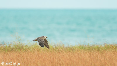 Peregrine Falcon, Hawk Mania  1