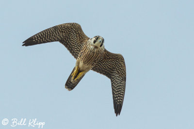 Peregrine Falcon, Hawk Mania  2