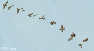 Aerial Dogfight between Coopers Hawks