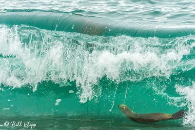 Southern Sea Lion, Estancia La Ernestina 15