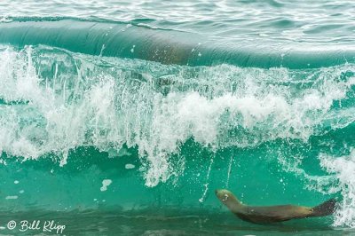 Southern Sea Lion, Estancia La Ernestina  15