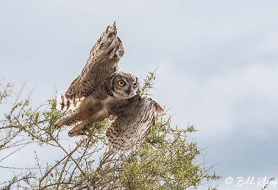 Great Horned Owl, Estancia La Ernestina  6