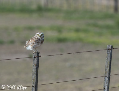 Burrowing Owl, Estancia La Ernestina  2