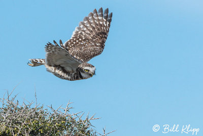 Burrowing Owl, Estancia La Ernestina  1