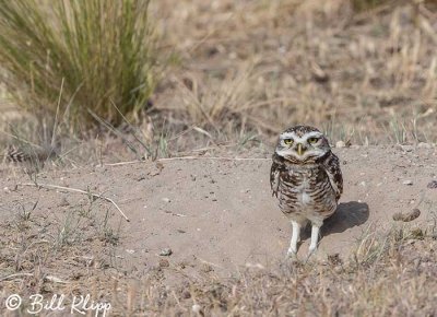 Burrowing Owl, Estancia La Ernestina  4